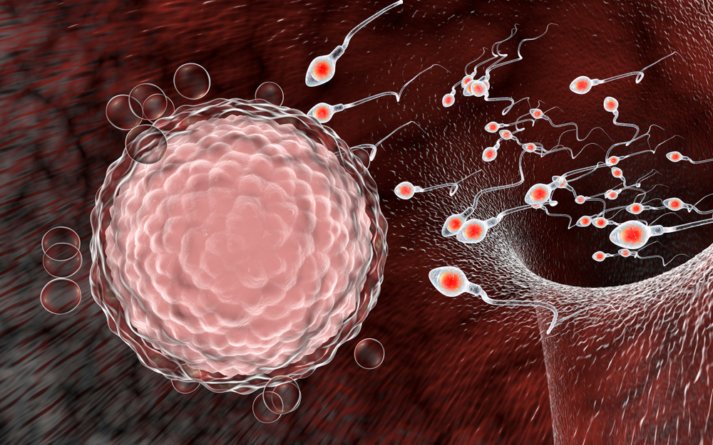 spermatozoidi idu ka jajnoj ćeliji