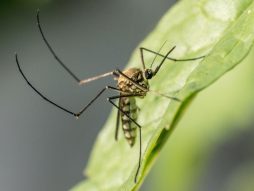 malarija-komarac-vakcina