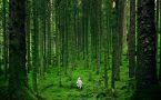 šuma-priroda-zdravlje