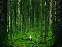 šuma-priroda-zdravlje