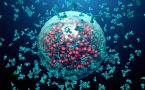 covid 19-korona virus-antitela