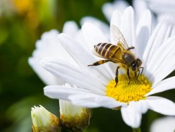 pčele-covid 19-korona