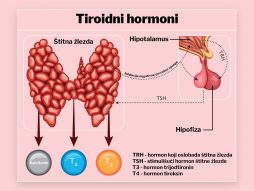 štitna žlezda- hormoni-TSH