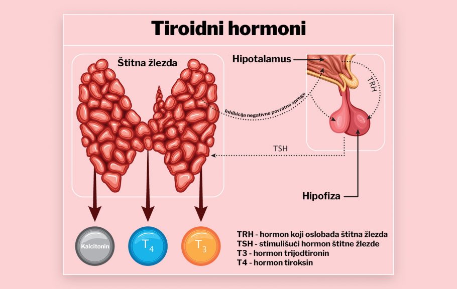 štitna žlezda- hormoni-TSH