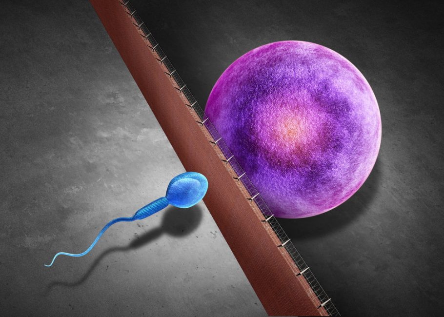 neplodnost- spermatozoidi - jajna ćelija