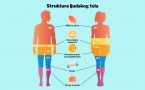 struktura tela- sastav tela-mišići-kosti - masti