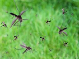 groznica zapadnog nila-simptomi-komarci