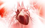 srce- straenje srca- najjači mišić