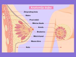 anatomija dojke- mlečne žlezde. rak dojke
