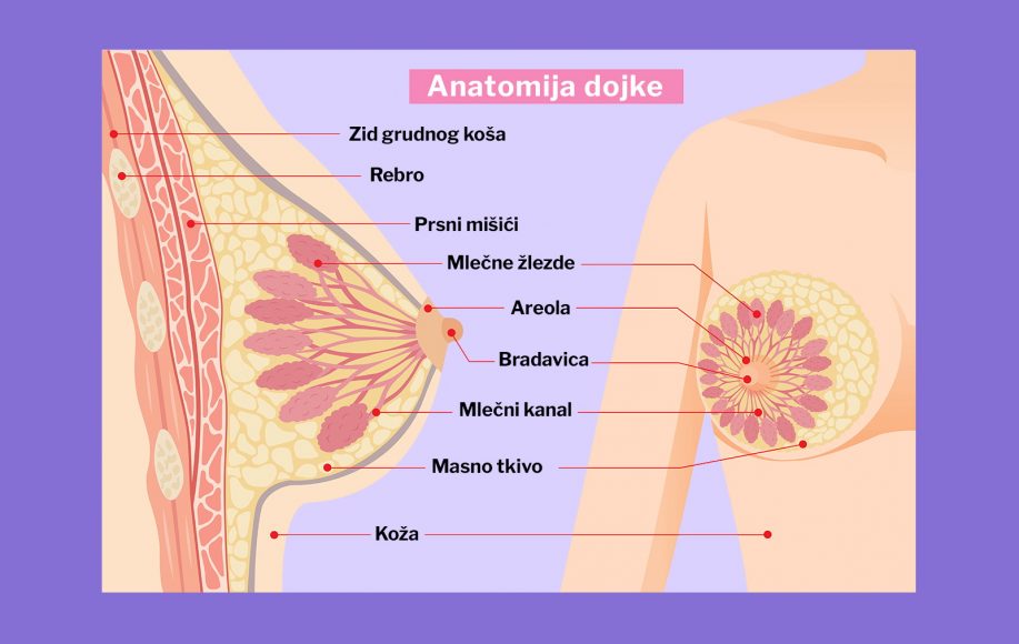 anatomija dojke- mlečne žlezde. rak dojke