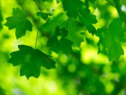 zelena boja- uticaj na život-zdravlje