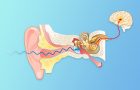 tinitus-zujanje u ušima