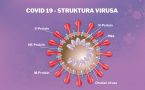 covid 19 - antitela- struktura virusa