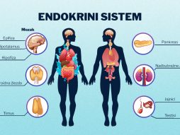 endokrini sistem