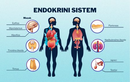 endokrini sistem