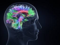 Mozak, aktivnost