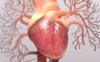 srce miokarditis