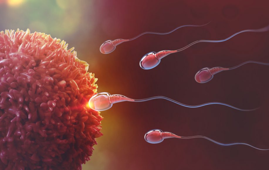 plodnost, jajna ćelija