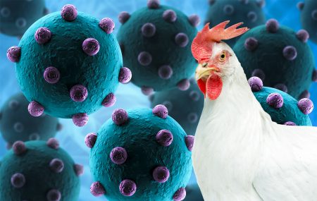 ptičji grip