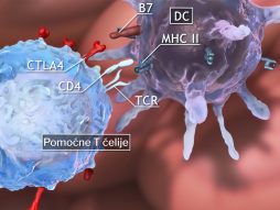 CD4 T ćelije