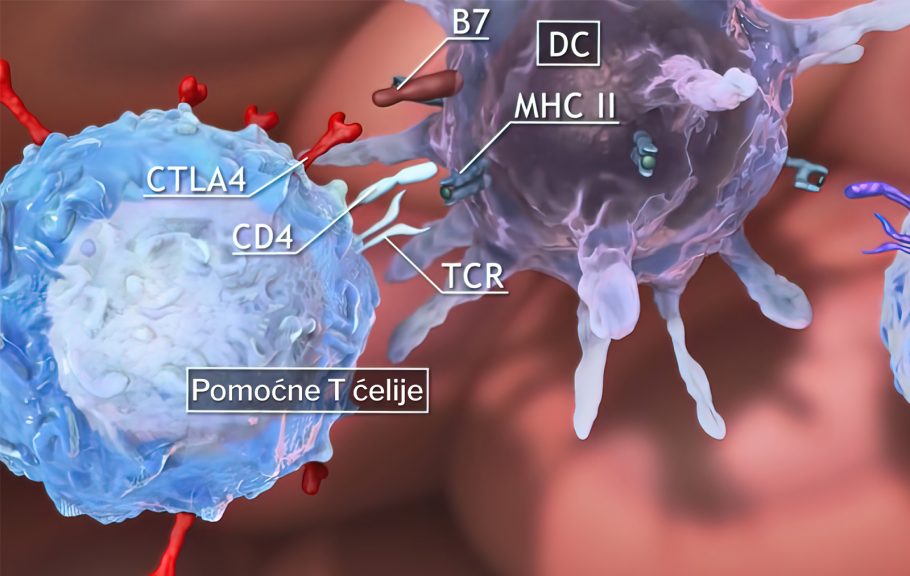 CD4 T ćelije