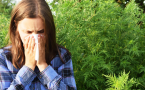 alergija na ambroziju