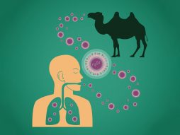 kamilji grip