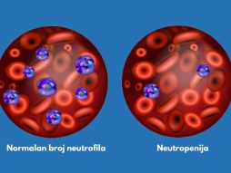 neutrofili u krvi