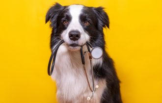 Psi mogu da nanjuše opasna medicinska stanja koja prete čoveku