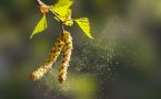 alergija na polen breze