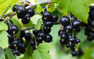 Suplementi crne ribizle mogu ublažiti gubitak mineralne gustine kostiju žena u postmenopauzi